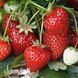 Полуниця Фенелла (Fragaria &times; ananassa Fenella) 30000 фото 4
