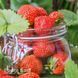 Полуниця Фенелла (Fragaria &times; ananassa Fenella) 30000 фото 1