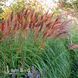 Мискантус Ред Чиф (Miscanthus sinensis Red Chief) 20074 фото 1