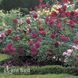 Троянда англійська Фальстаф (Rosa Falstaff) 50228 фото 2
