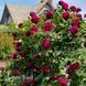 Троянда англійська Фальстаф (Rosa Falstaff) 50228 фото 3