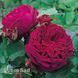 Троянда англійська Фальстаф (Rosa Falstaff) 50228 фото 1