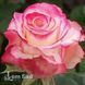 Роза чайно-гибридная Свитнес (Rosa Sweetness) 50042 фото 1