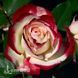 Роза чайно-гибридная Свитнес (Rosa Sweetness) 50042 фото 3