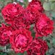 Троянда флорибунда Омаж а Барбара (Rosa Hommage a Barbara) 50033 фото 1