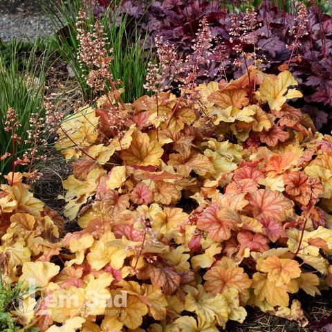 Гейхера Шампань (Heuchera Champagne) 20276 фото