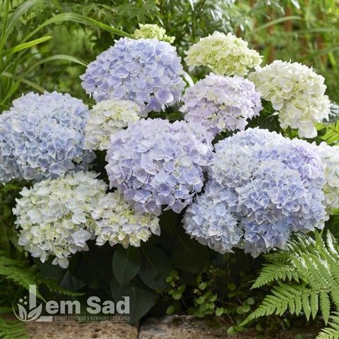 Гортензия крупнолистная Доппио Азурро (Hydrangea macrophylla Doppio Azzurro) 20341 фото