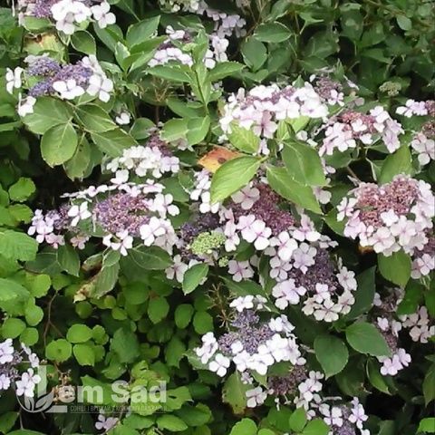 Гортензия крупнолистная Триколор (Hydrangea macrophylla Tricolor) 20375 фото