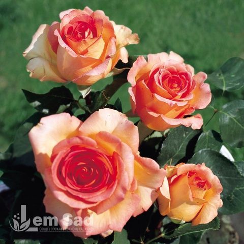 Троянда чайно-гібридна Фантазія Мондіаль (Rosa Fantasia Mondiale) 50043 фото