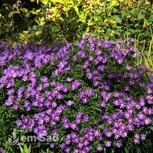 Астра новобельгийская Айленд Самоа (Symphyotrichum novi-belgii Island Samoa) 20125 фото