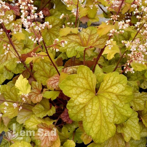 Гейхера Шампань (Heuchera Champagne) 20276 фото
