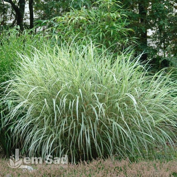Мискантус Вариегатус (Miscanthus sinensis Variegatus) 20075 фото