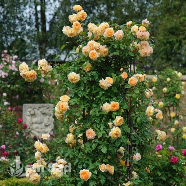 Троянда англійська Принцеса Маргарет (Rosa Crown Princess Margareta) 50229 фото