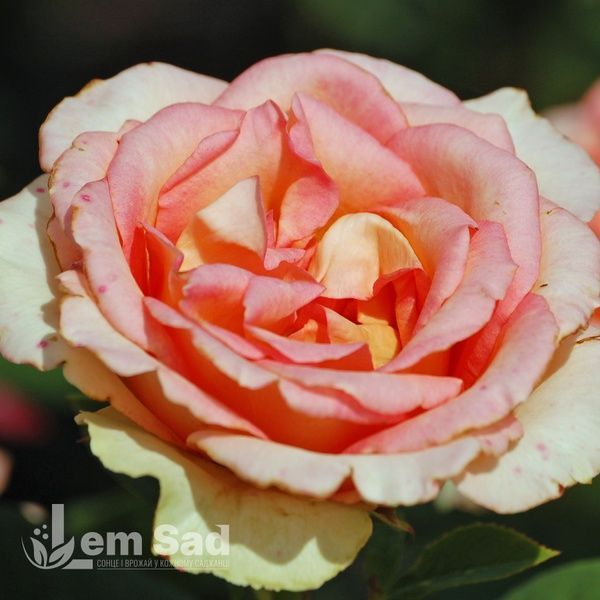 Роза чайно-гибридная Фантазия Мондиаль (Rosa Fantasia Mondiale) 50043 фото