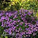 Астра новобельгийская Айленд Самоа (Symphyotrichum novi-belgii Island Samoa) 20125 фото 2