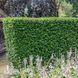 Бірючина Грін Даймонд (Ligustrum ovalifolium Green Diamond) 20185 фото 2