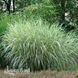 Мискантус Вариегатус (Miscanthus sinensis Variegatus) 20075 фото 2