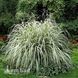 Мискантус Вариегатус (Miscanthus sinensis Variegatus) 20075 фото 1