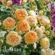 Троянда англійська Принцеса Маргарет (Rosa Crown Princess Margareta) 50229 фото 1