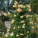 Троянда англійська Принцеса Маргарет (Rosa Crown Princess Margareta) 50229 фото 3