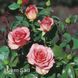 Роза чайно-гибридная Фантазия Мондиаль (Rosa Fantasia Mondiale) 50043 фото 3