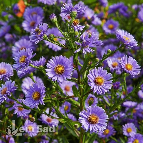 Айстра новобельгійська Леді ін Блю (Symphyotrichum novi-belgii Lady in Blue) 20126 фото