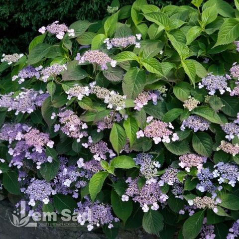 Гортензия пильчатая Вирле (Hydrangea serrata Veerle) 20376 фото
