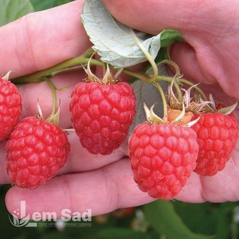 Малина великоплідна Патриція 30076 фото