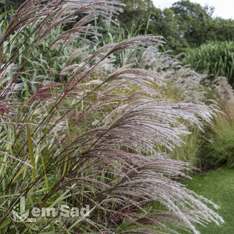 Мискантус Верзамлунг (Miscanthus sinensis Versammlung) 20076 фото