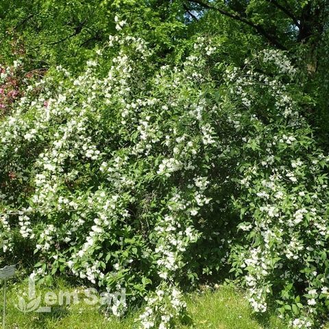 Вейгела цветущая Кандида (Weigela florida Candida) 20236 фото
