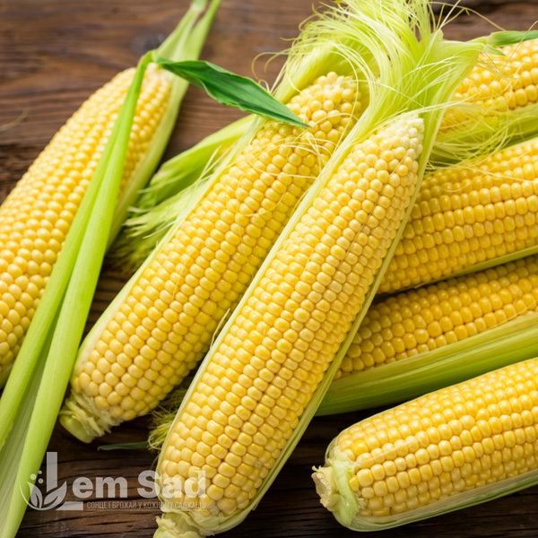Кукурудза цукрова Оверленд F1 (Beste Kern) 70035 фото