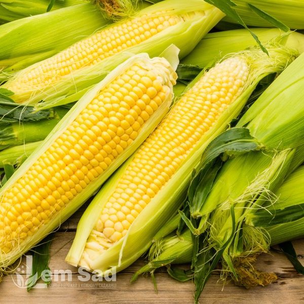 Кукурудза цукрова Оверленд F1 (Beste Kern) 70035 фото