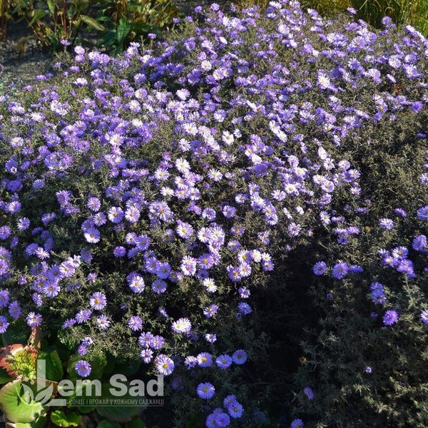 Айстра новобельгійська Леді ін Блю (Symphyotrichum novi-belgii Lady in Blue) 20126 фото