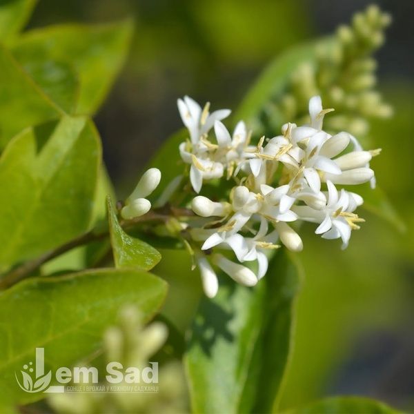 Бирючина Литл Грин Даймонд (Ligustrum ovalifolium Little Green Diamond'\) 20186 фото