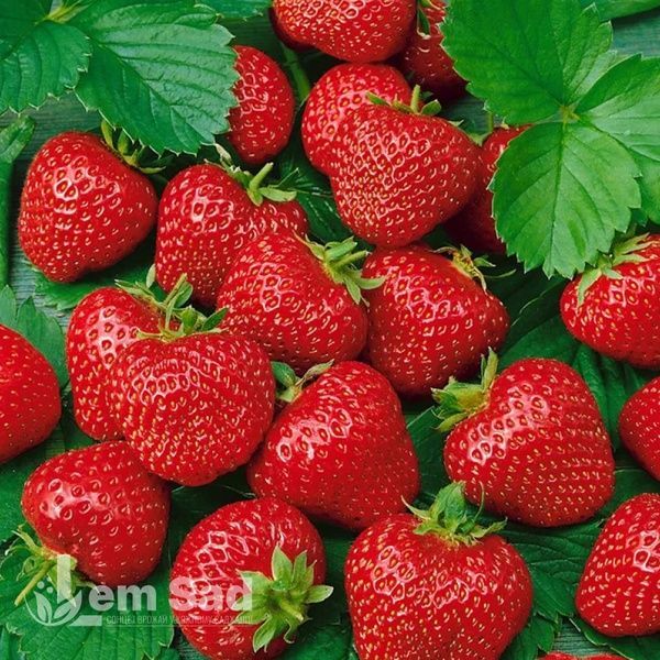 Полуниця Хоней (Fragaria &times; ananassa Honeoye) 30002 фото