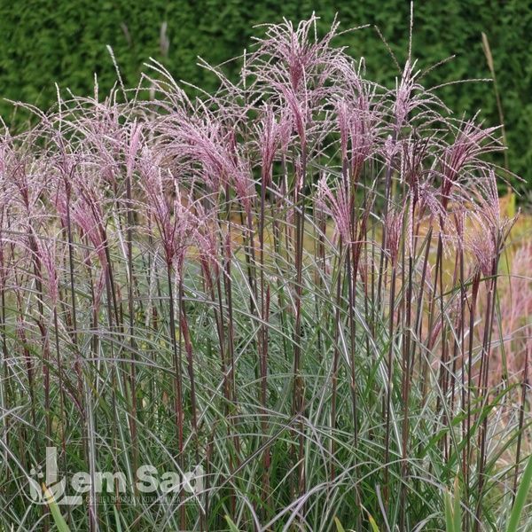 Мискантус Верзамлунг (Miscanthus sinensis Versammlung) 20076 фото