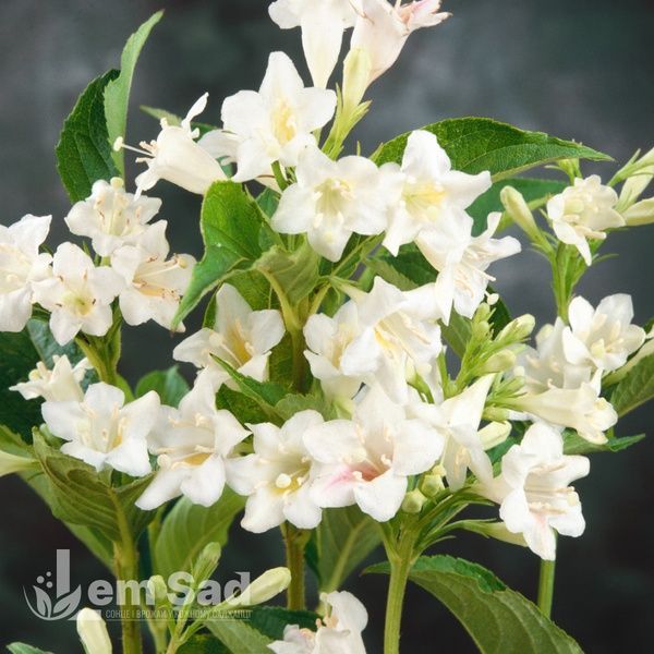Вейгела квітуча Кандіда (Weigela florida Candida) 20236 фото