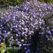 Айстра новобельгійська Леді ін Блю (Symphyotrichum novi-belgii Lady in Blue) 20126 фото 2