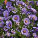 Айстра новобельгійська Леді ін Блю (Symphyotrichum novi-belgii Lady in Blue) 20126 фото 1