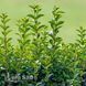 Бирючина Литл Грин Даймонд (Ligustrum ovalifolium Little Green Diamond'\) 20186 фото 1