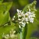 Бирючина Литл Грин Даймонд (Ligustrum ovalifolium Little Green Diamond'\) 20186 фото 2