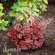 Гейхера Черри Траффлс (Heuchera Cherry Truffles) 20277 фото 2