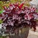 Гейхера Черри Траффлс (Heuchera Cherry Truffles) 20277 фото 1