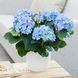 Гортензия крупнолистная Эрли Блу (Hydrangea macrophylla Early Blue) 20342 фото 2