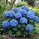 Гортензия крупнолистная Эрли Блу (Hydrangea macrophylla Early Blue) 20342 фото 1