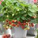 Полуниця Хоней (Fragaria &times; ananassa Honeoye) 30002 фото 3