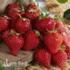 Полуниця Хоней (Fragaria &times; ananassa Honeoye) 30002 фото 1