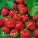 Полуниця Хоней (Fragaria &times; ananassa Honeoye) 30002 фото 2