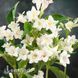 Вейгела квітуча Кандіда (Weigela florida Candida) 20236 фото 2