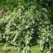 Вейгела квітуча Кандіда (Weigela florida Candida) 20236 фото 1